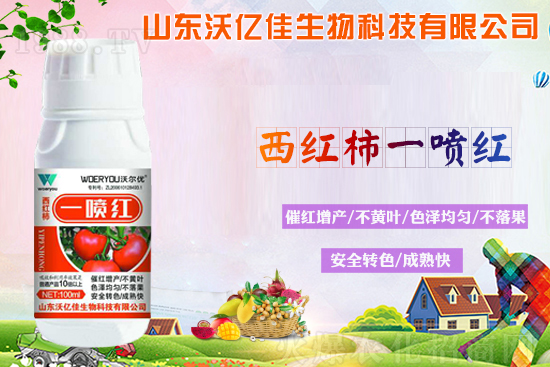 番茄轉(zhuǎn)色不良的原因?轉(zhuǎn)色期要注意哪些問(wèn)題?