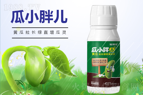 黃瓜什么時候澆水？黃瓜哪些階段需要澆水？