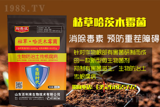 根腐病爆發(fā)怎么防治，根腐病用什么藥好防治效果好？
