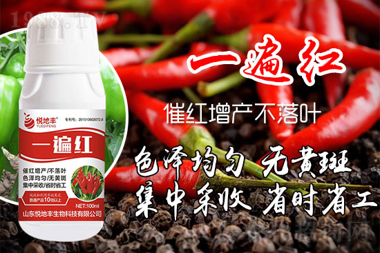 辣椒催紅措施怎么做？辣椒如何提前上市？辣椒催紅藥什么時(shí)候打好？