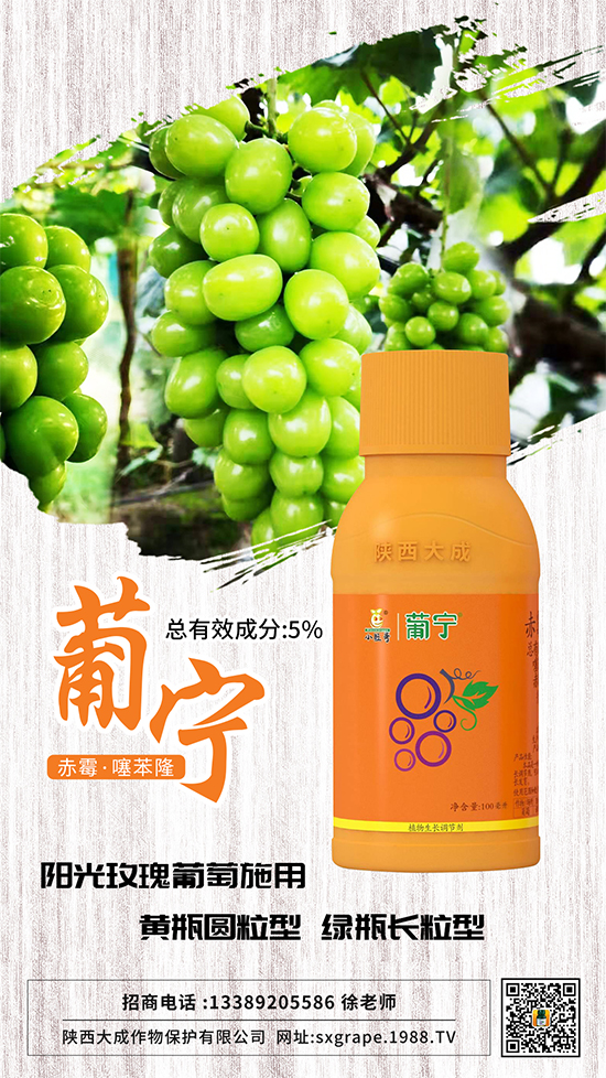 葡萄如何保果座果,減少大小粒?這些管理相當重要!