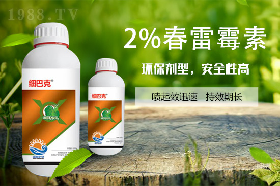 番茄潰瘍病怎么辦?聽聽專家怎么說!