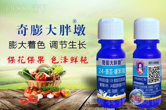     “作物要高產(chǎn)，膨果是關(guān)鍵！”果實(shí)膨大快、轉(zhuǎn)色好、賣相佳，后期的產(chǎn)量和品質(zhì)才有。近來(lái)許多的果農(nóng)菜農(nóng)紛紛反映自家的作物坐不住果、膨果慢甚至不膨果，即便膨果，后期軟果空果等情況頻繁發(fā)生，