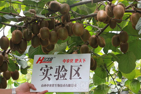 獼猴桃需肥特點(diǎn)有哪些？獼猴桃膨大肥怎么施