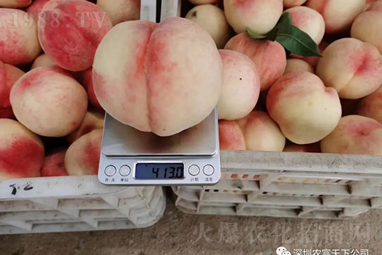 桃樹落果怎么辦？桃樹落果原因及預(yù)防方法