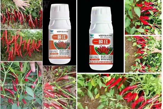 ���t�����95%���߼t�����~�����뷭�׷�����������һ���t��