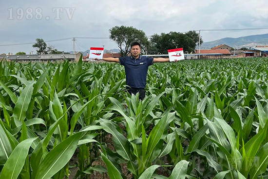 渾源玉米頂呱呱，營(yíng)養(yǎng)補(bǔ)充全靠它