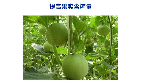 肽糖型肽糖磷鉀0-400-450-嘉樂(lè)收-嘉仕禾_08