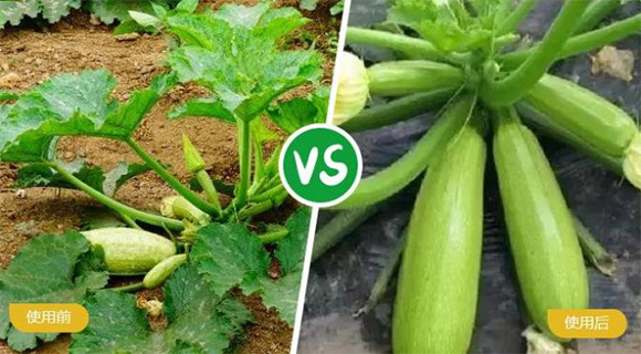 葡萄專用大量元素水溶肥料19-19-19+TE-農(nóng)富天下4