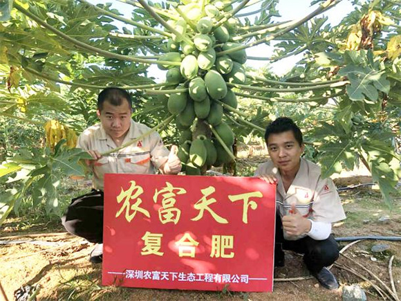 膨果專用硝硫基復(fù)合料15-4-28農(nóng)富天下3