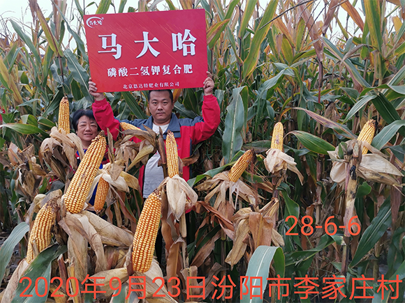 小麥專用磷酸二氫鉀型全水溶復合肥料26-16-6-馬大哈-農(nóng)富天下6