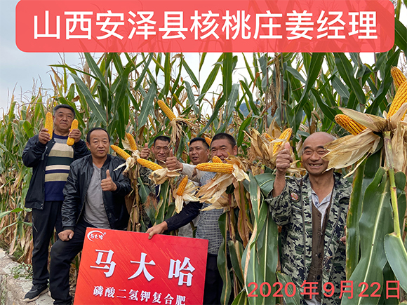 玉米專用磷酸二氫鉀型復合肥料26-11-11-馬大哈-農(nóng)富天下5