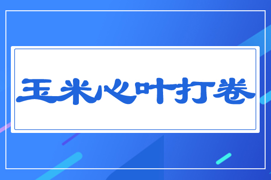 玉米心葉打卷