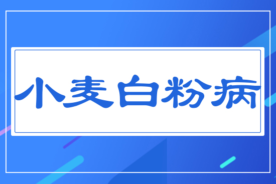 小麥白粉病