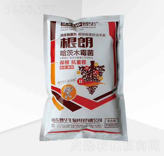 ����ľù��-����-���A����