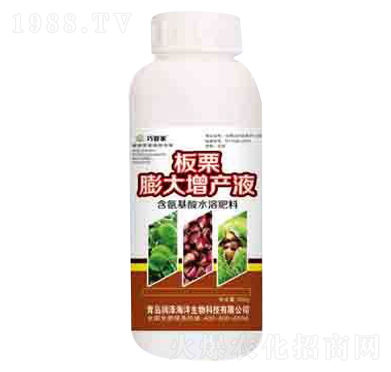 板栗膨大增產液 巧管家 潤澤