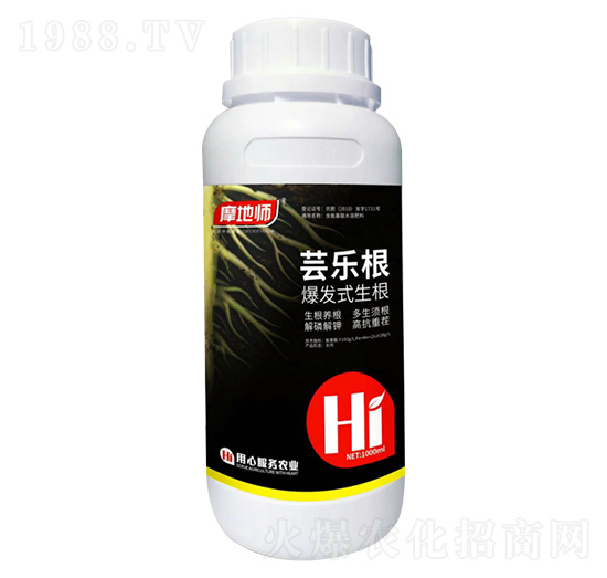 爆發(fā)式生根 蕓樂根 摩地師