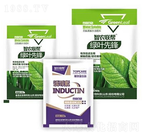 綠葉先鋒-金吉達(dá)