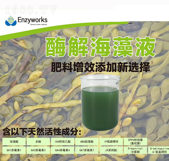 ø�⺣��Һ-��������