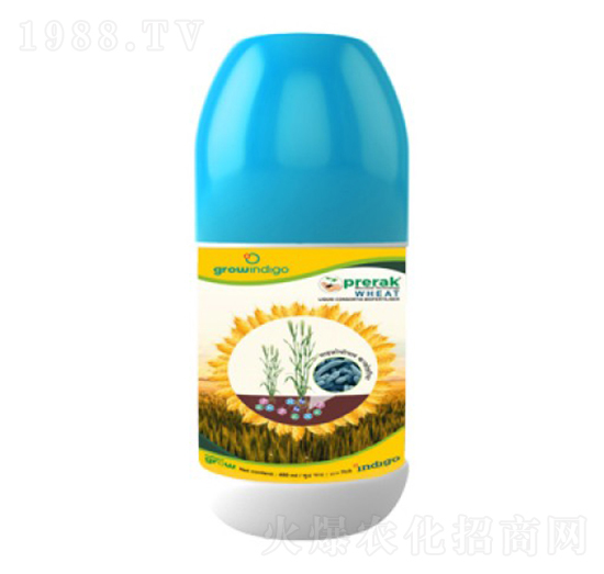 Prerak Wheat-�ָ���