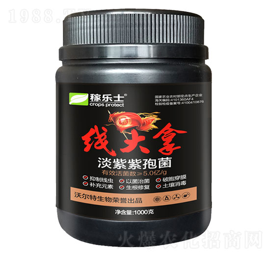 淡紫紫孢菌-線大拿-沃爾特