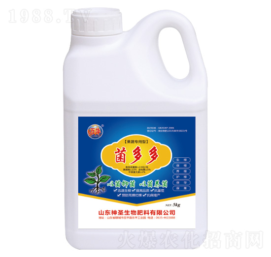 �����-��ʥ����