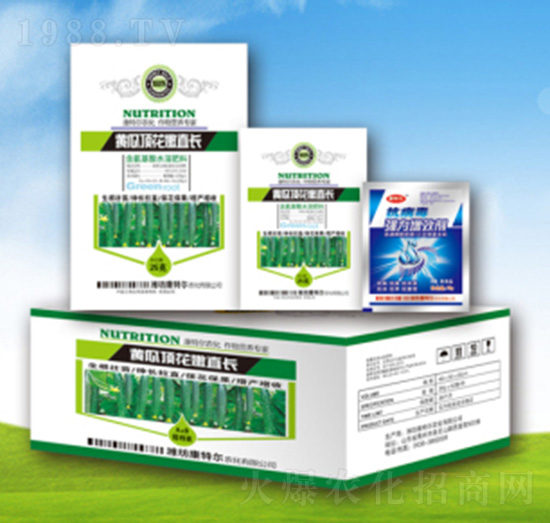 黃瓜頂花嫩直長(zhǎng)-康特爾農(nóng)化