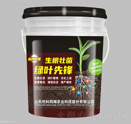 生根壯苗綠葉先鋒-柏科阿姆