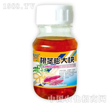 潤田-根莖膨大塊