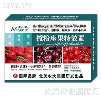 草莓、車(chē)?yán)遄?、櫻桃授粉座果特效?北美農(nóng)大