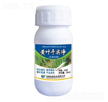 大蔥黃葉干尖凈-寶典實(shí)業(yè)