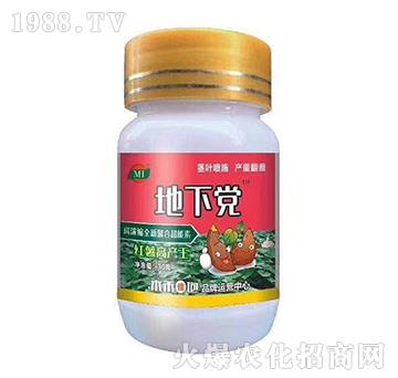 紅薯高產(chǎn)王-地下黨-木禾佳寶