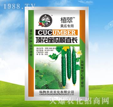 頂花座瓜順直長-植翠-豐農(nóng)農(nóng)化