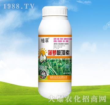 菠蘿靚頂素-植翠-豐農(nóng)農(nóng)化