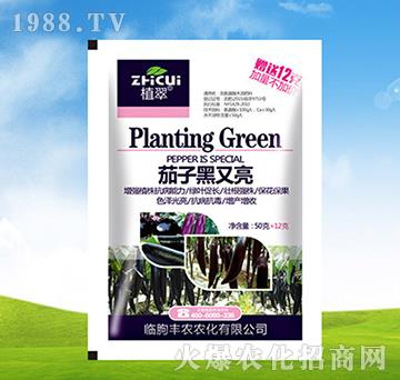 茄子黑又亮-植翠-豐農(nóng)農(nóng)化