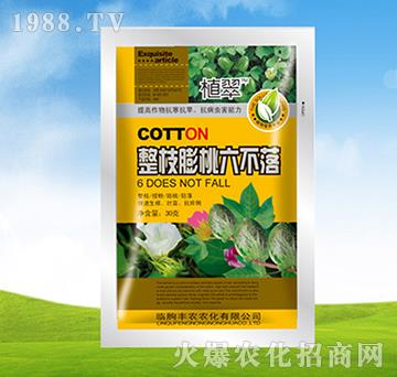 整枝膨桃六不落-植翠-豐農(nóng)農(nóng)化