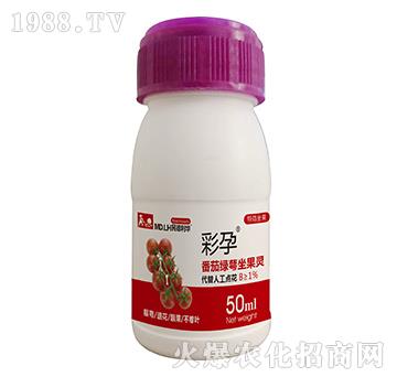 番茄綠萼座果靈-彩孕-民德利華