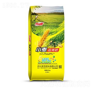 小麥返青肥-伴伴富-中農三禾