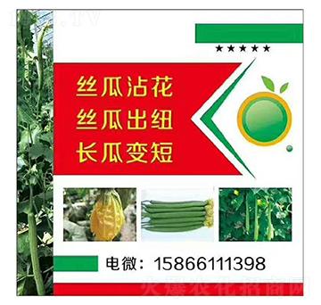 絲瓜、長瓜沾花變短出紐-美春農(nóng)業(yè)