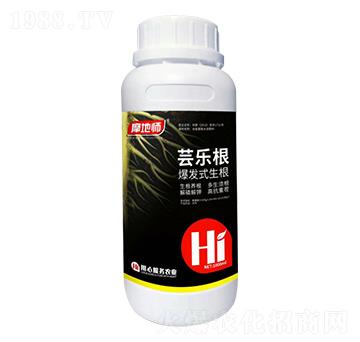 爆發(fā)式生根 蕓樂根 摩地師