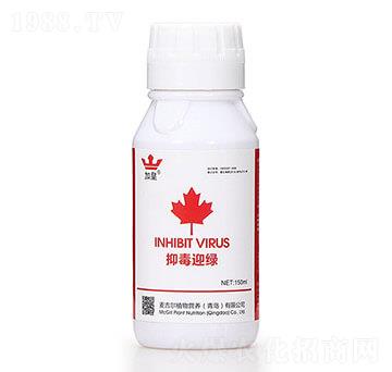 抑毒迎綠（專(zhuān)治病毒?。?綠肥紅瘦