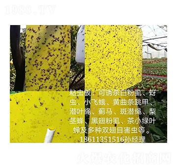 粘蟲板 中農(nóng)博瑞