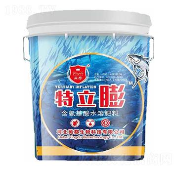 ������ Ӣ������