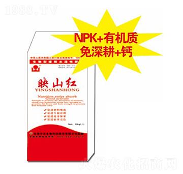 ӳɽ�t-���A��