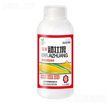 玉米矮壯墩-暢瞬