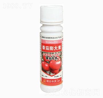番茄專用含氨基酸水溶肥料-番茄膨大素-中天肥業(yè)