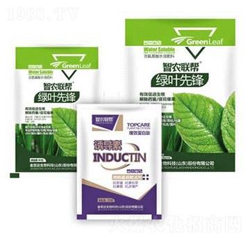 綠葉先鋒-金吉達(dá)