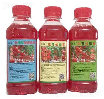 花萼長(zhǎng)綠直-農(nóng)伯樂(lè)