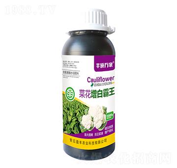 菜花增白霸王-豐碩萬家-盈豐農(nóng)業(yè)