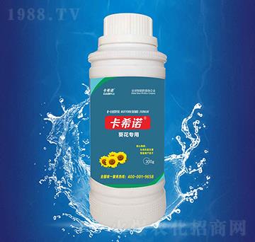 葵花專用-卡希諾